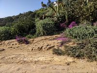 Am Strand von Zambujeira